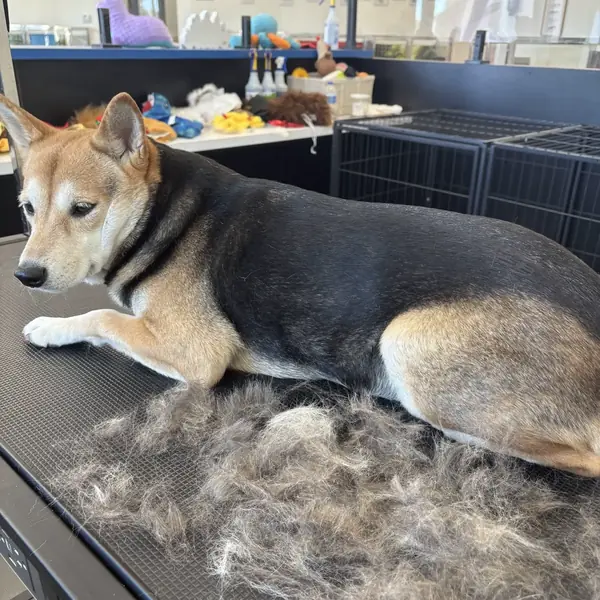 Brush-out session at K9 Rox Club